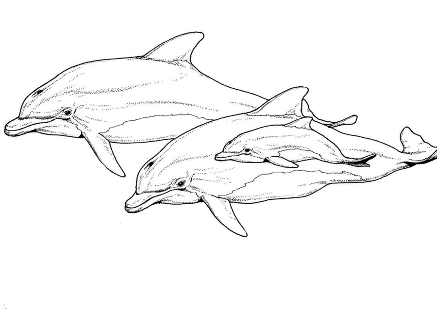 Плывущие дельфины